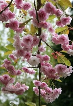 Prunus 'Kiku-shidare-zakura' -Herbalife Shop tr0000004643 card4 lg