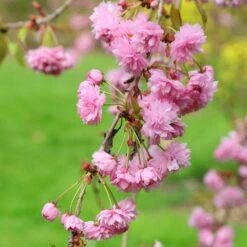Prunus 'Kiku-shidare-zakura' -Herbalife Shop tr0000004643 card5 lg