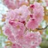 Prunus 'Pink Perfection' 2 Prunus 'Pink Perfection' -Herbalife Shop tr0000004644