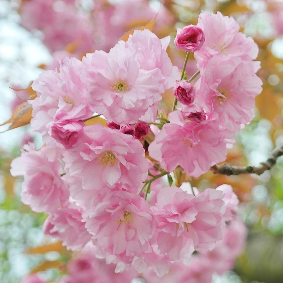 Prunus 'Pink Perfection' 3 Prunus 'Pink Perfection'