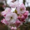 Prunus 'Fugenzō' -Herbalife Shop tr0000004645