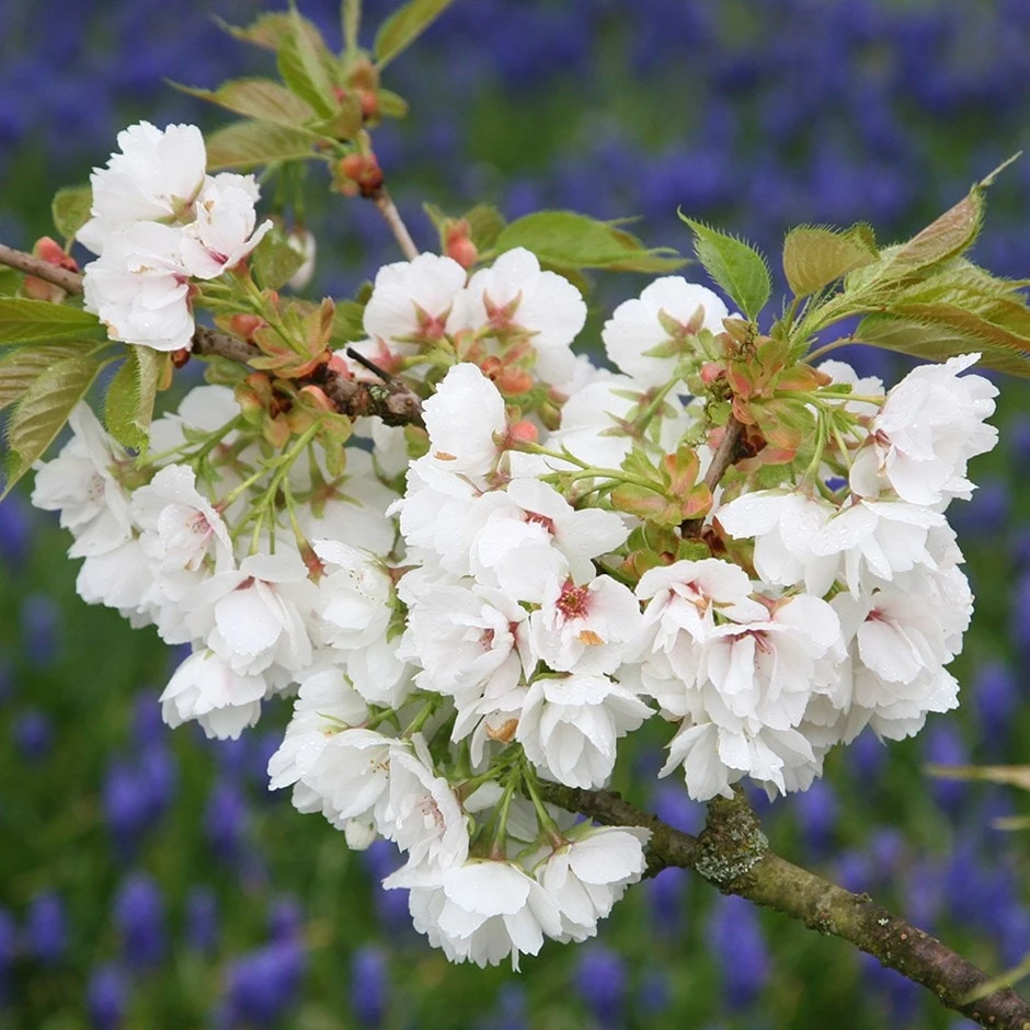 Prunus 'Shirotae' 3 Prunus 'Shirotae'