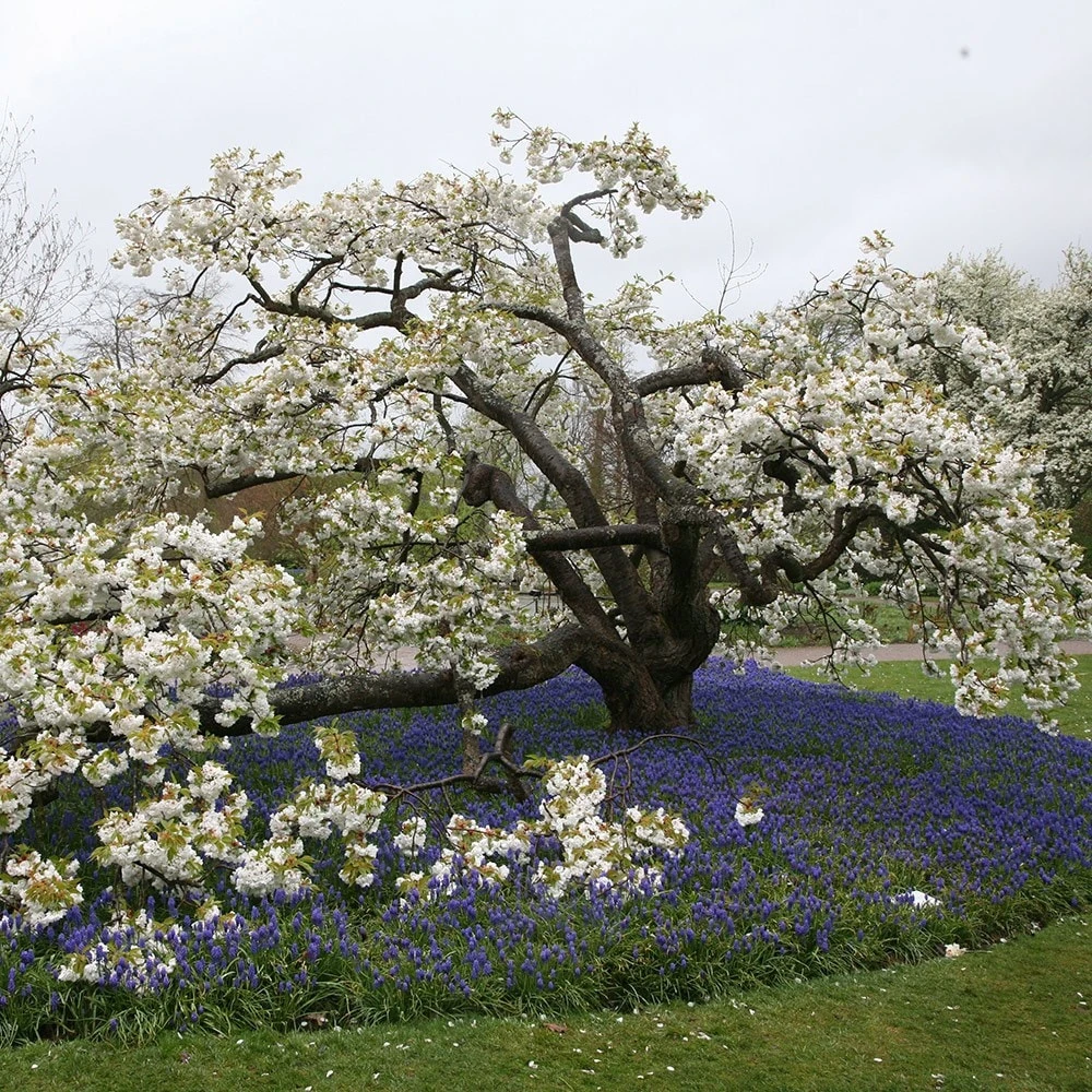 Prunus 'Shirotae' 4 Prunus 'Shirotae' - Image 2