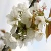Prunus 'Tai-haku' 1 Prunus 'Tai-haku' -Herbalife Shop tr0000004647