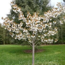 Prunus 'Tai-haku' -Herbalife Shop tr0000004647 card2 lg