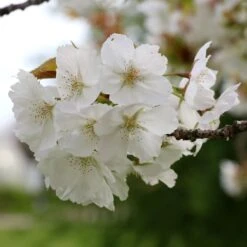 Prunus 'Tai-haku' -Herbalife Shop tr0000004647 card3 lg