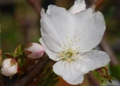 Prunus 'Tai-haku' -Herbalife Shop tr0000004647 card4 lg