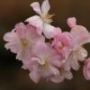 Prunus × Subhirtella 'Autumnalis Rosea' -Herbalife Shop tr0000004651