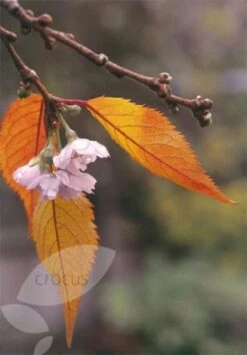 Prunus × Subhirtella 'Autumnalis Rosea' 5 Prunus × Subhirtella 'Autumnalis Rosea' -Herbalife Shop tr0000004651 card3 lg