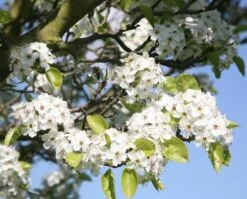 Pyrus Calleryana 'Chanticleer' -Herbalife Shop tr0000004667 card3 lg
