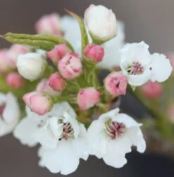 Pyrus Calleryana 'Chanticleer' -Herbalife Shop tr0000004667 card4 lg