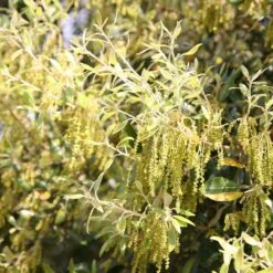 Quercus Ilex -Herbalife Shop tr0000004676 card3 lg