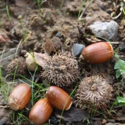 Quercus Robur 7 Quercus Robur -Herbalife Shop tr0000004679 card3 lg