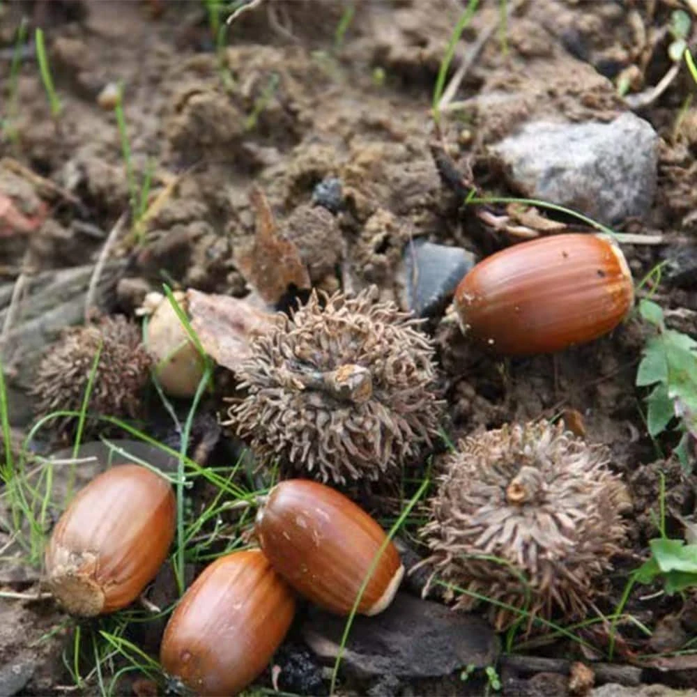 Quercus Robur 5 Quercus Robur - Image 3