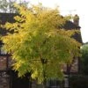 Robinia Pseudoacacia 'Frisia' -Herbalife Shop tr0000004687