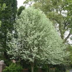 Sorbus Aria 'Lutescens' 7 Sorbus Aria 'Lutescens' -Herbalife Shop tr0000004716 card2 lg