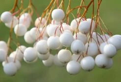 Sorbus Cashmiriana 'Hedl.' -Herbalife Shop tr0000004726 card2 lg