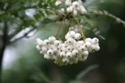 Sorbus Cashmiriana 'Hedl.' -Herbalife Shop tr0000004726 card3 lg