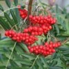 Sorbus Ulleungensis 'Olympic Flame' -Herbalife Shop tr0000004729
