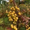 Sorbus 'Joseph Rock' 2 Sorbus 'Joseph Rock' -Herbalife Shop tr0000004734