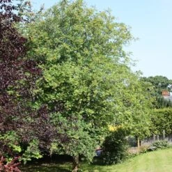 Sorbus 'Joseph Rock' -Herbalife Shop tr0000004734 card2 lg