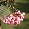 Sorbus Vilmorinii 2 Sorbus Vilmorinii -Herbalife Shop tr0000004742