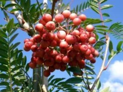 Sorbus Vilmorinii 7 Sorbus Vilmorinii -Herbalife Shop tr0000004742 card3 lg