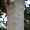 Betula Utilis Subsp. Jacquemontii 'Grayswood Ghost' 2 Betula Utilis Subsp. Jacquemontii 'Grayswood Ghost' -Herbalife Shop tr0000078429