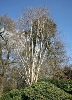 Betula Utilis Subsp. Jacquemontii 'Grayswood Ghost' -Herbalife Shop tr0000078429 card2 lg