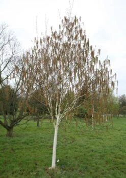 Betula Utilis Subsp. Jacquemontii 'Grayswood Ghost' -Herbalife Shop tr0000078429 card3 lg