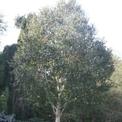 Betula Utilis Subsp. Jacquemontii 'Grayswood Ghost' -Herbalife Shop tr0000078429 card4 lg