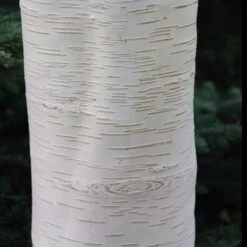 Betula Utilis Subsp. Jacquemontii 'Grayswood Ghost' -Herbalife Shop tr0000078429 card5 lg