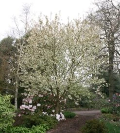 Prunus 'Ukon' 11 Prunus 'Ukon' -Herbalife Shop tr2000003373 card2 lg