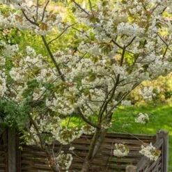 Prunus 'Ukon' 12 Prunus 'Ukon' -Herbalife Shop tr2000003373 card3 lg