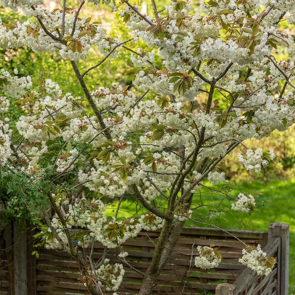 Prunus 'Ukon' 5 Prunus 'Ukon' - Image 3