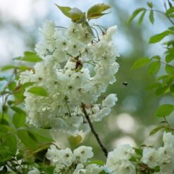 Prunus 'Ukon' 13 Prunus 'Ukon' -Herbalife Shop tr2000003373 card4 lg