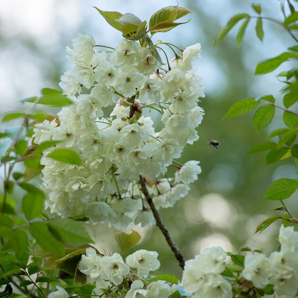 Prunus 'Ukon' 6 Prunus 'Ukon' - Image 4