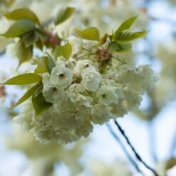 Prunus 'Ukon' 14 Prunus 'Ukon' -Herbalife Shop tr2000003373 card5 lg