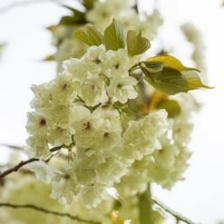 Prunus 'Ukon' 16 Prunus 'Ukon' -Herbalife Shop tr2000003373 card7 lg