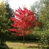 Acer Rubrum 'October Glory' 2 Acer Rubrum 'October Glory' -Herbalife Shop tr2000013162