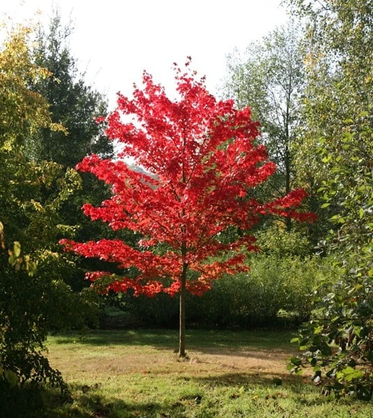 Acer Rubrum 'October Glory' 3 Acer Rubrum 'October Glory'