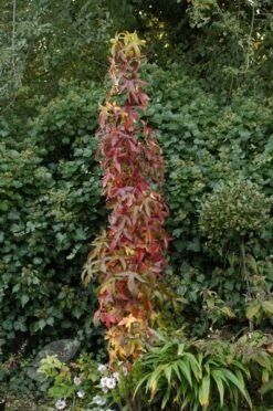 Liquidambar Styraciflua 'Slender Silhouette' -Herbalife Shop tr2000018088 card2 lg