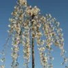 Prunus 'Snow Showers' -Herbalife Shop tr2000018169