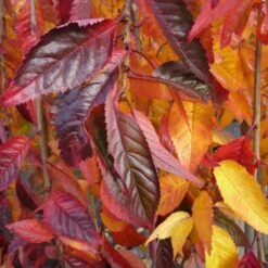 Prunus 'Snow Showers' -Herbalife Shop tr2000018169 card2 lg