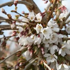 Prunus 'Snow Showers' -Herbalife Shop tr2000018169 card3 lg