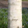 Betula Utilis Subsp. Jacquemontii 1 Betula Utilis Subsp. Jacquemontii -Herbalife Shop tr2000029151