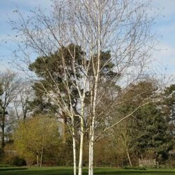 Betula Utilis Subsp. Jacquemontii -Herbalife Shop tr2000029151 card2 lg