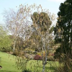 Betula Utilis Subsp. Jacquemontii -Herbalife Shop tr2000029151 card3 lg