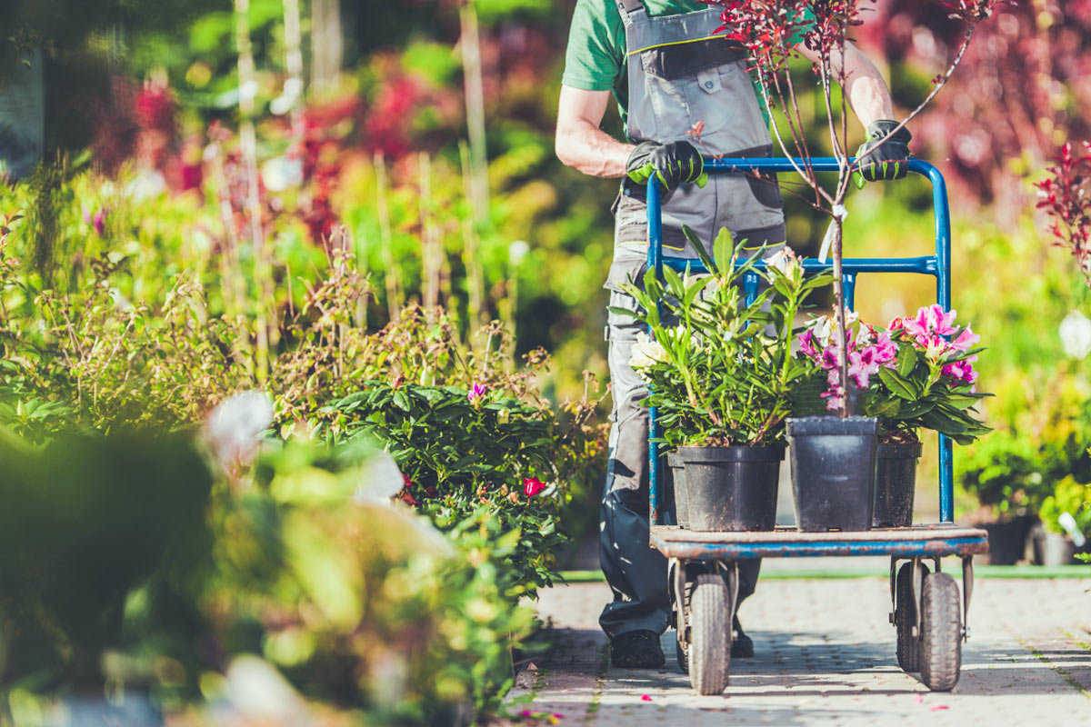 Herbalife Shop -Herbalife Shop cay canh giup thanh loc khong khi cai thien suc khoe va tang nang suat lam viec 1